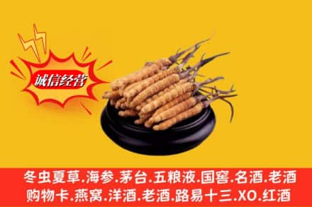 自贡市贡井求购回收虫草多少钱每克